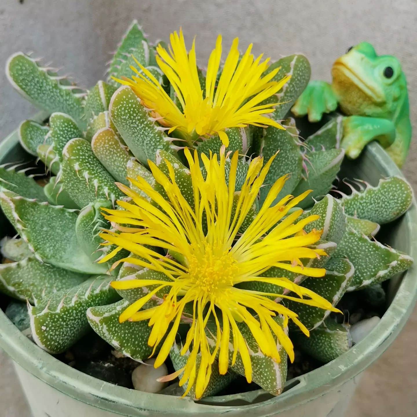 10 Types Of Popular Faucaria Succulent Pictorial Guide