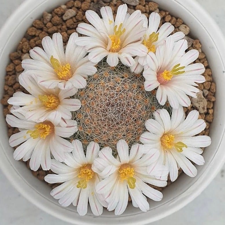 30 Types Of Popular Mammillaria Pictorial Guide