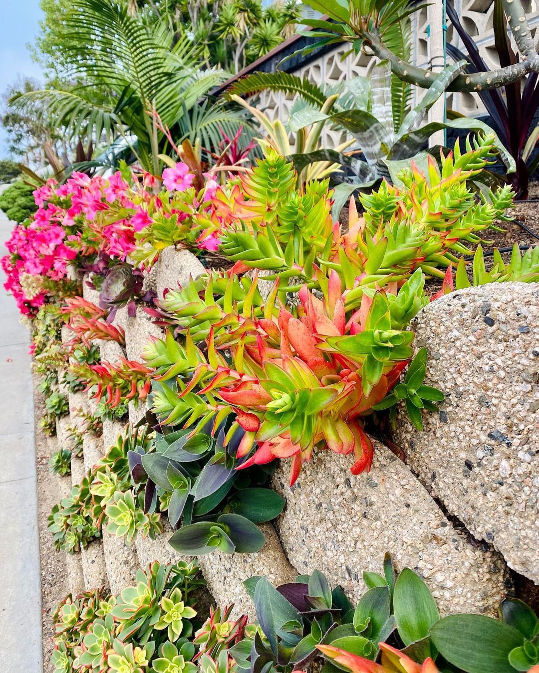 20 Colorful Succulent Garden Designs To Brighten Up Your Outdoor Space