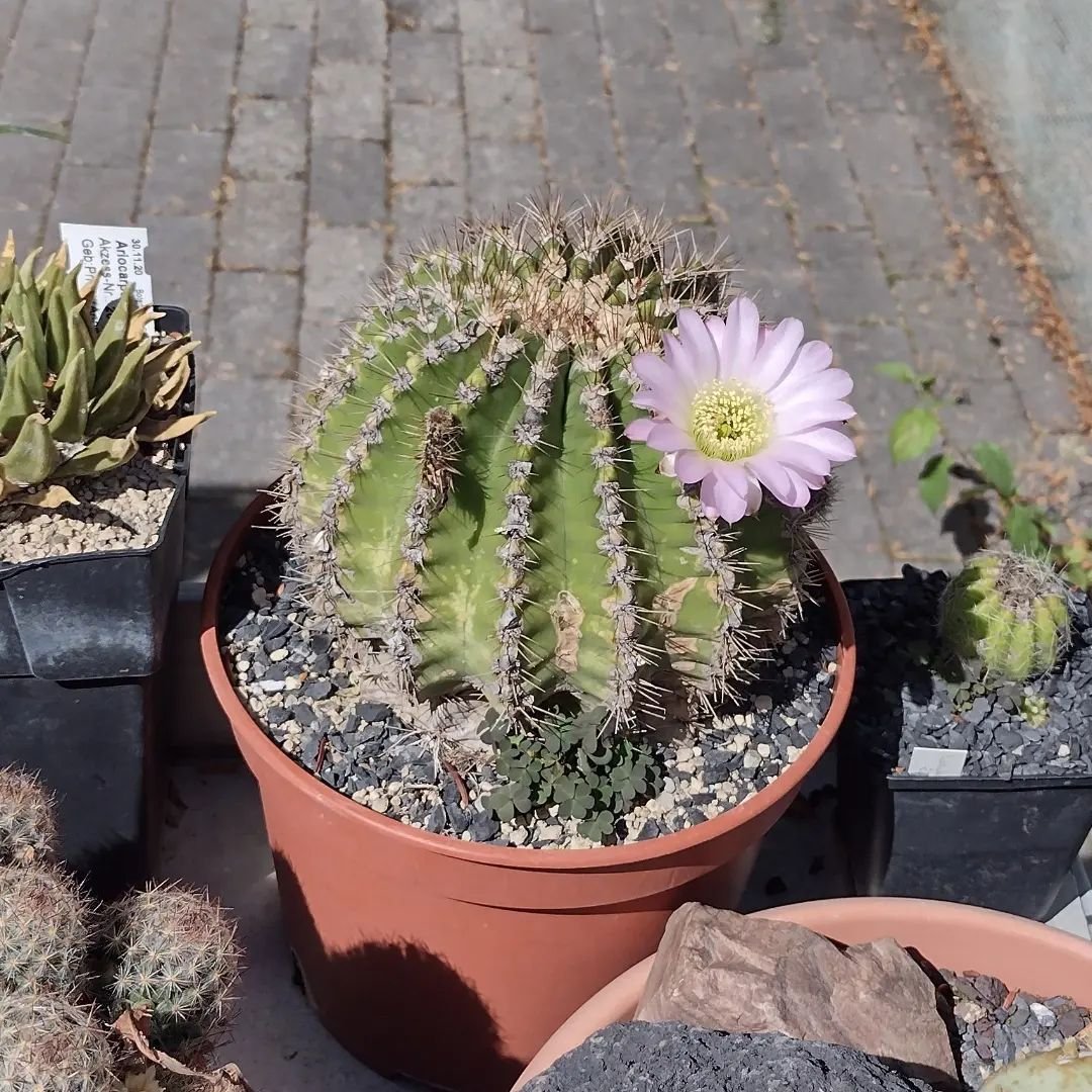 11 Types Of Popular Acanthocalycium Pictorial Guide