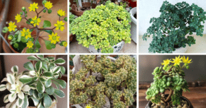 10 Types Of Popular Aichryson Succulent Pictorial Guide