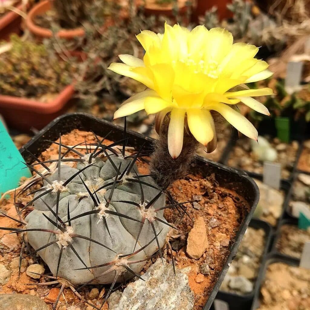 11 Types Of Popular Acanthocalycium Pictorial Guide
