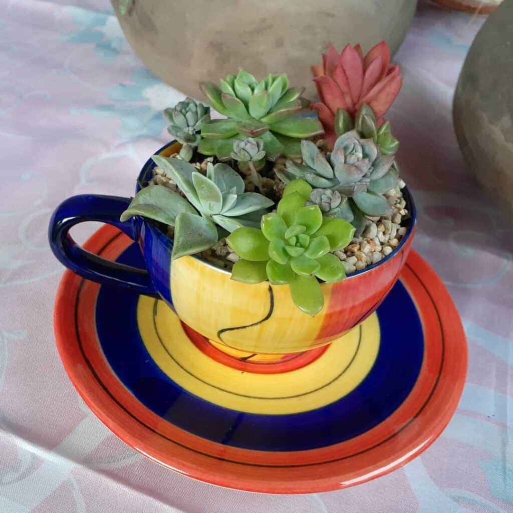 Frequently Asked Questions About Succulent Care