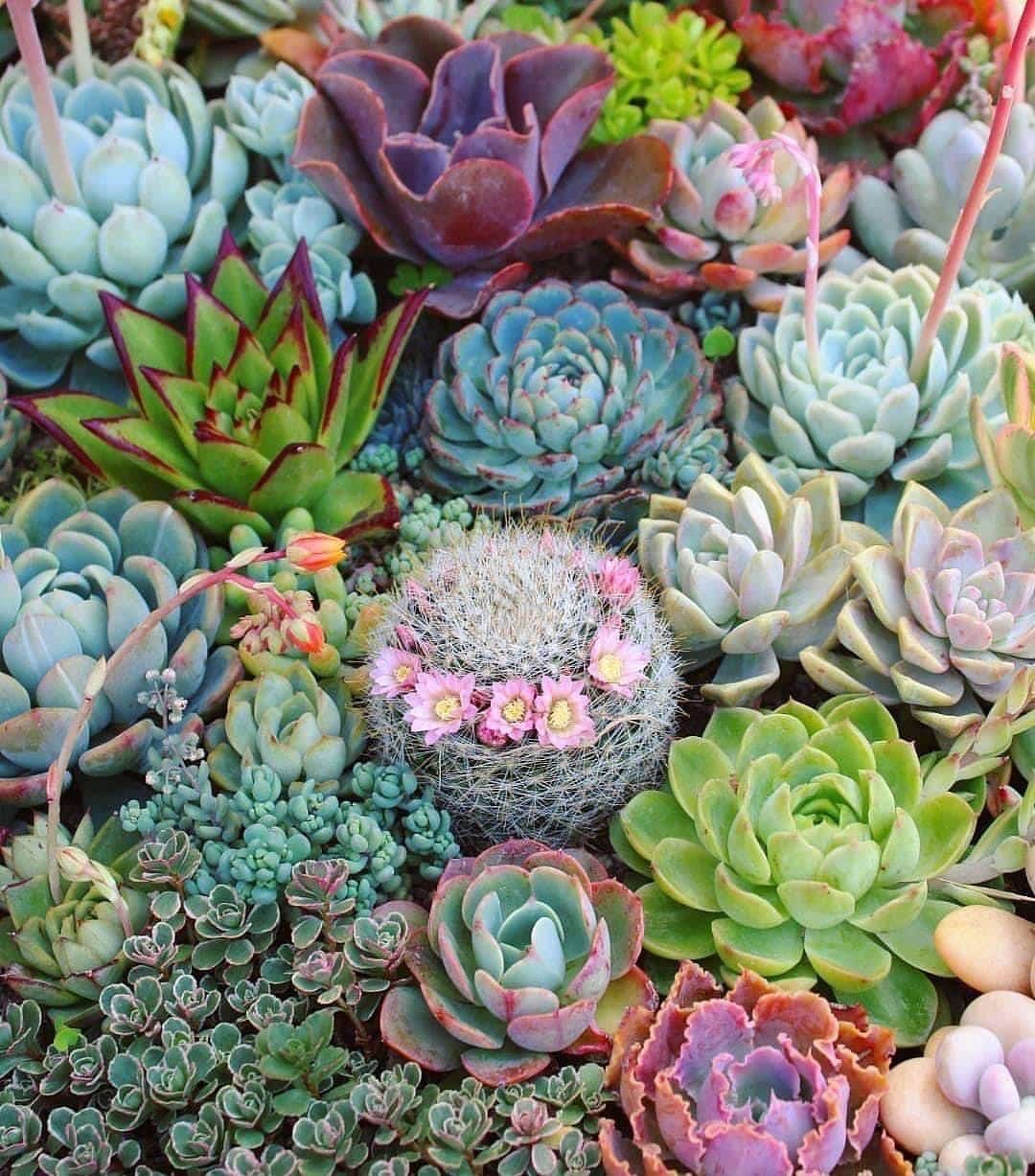 How To Grow And Care For Succulents In Outdoor Space