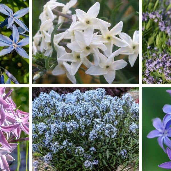 12 Types Of Popular Amsonia Pictorial Guide