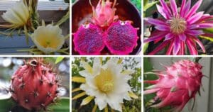 14 Types Of Popular Hylocereus Pictorial Guide