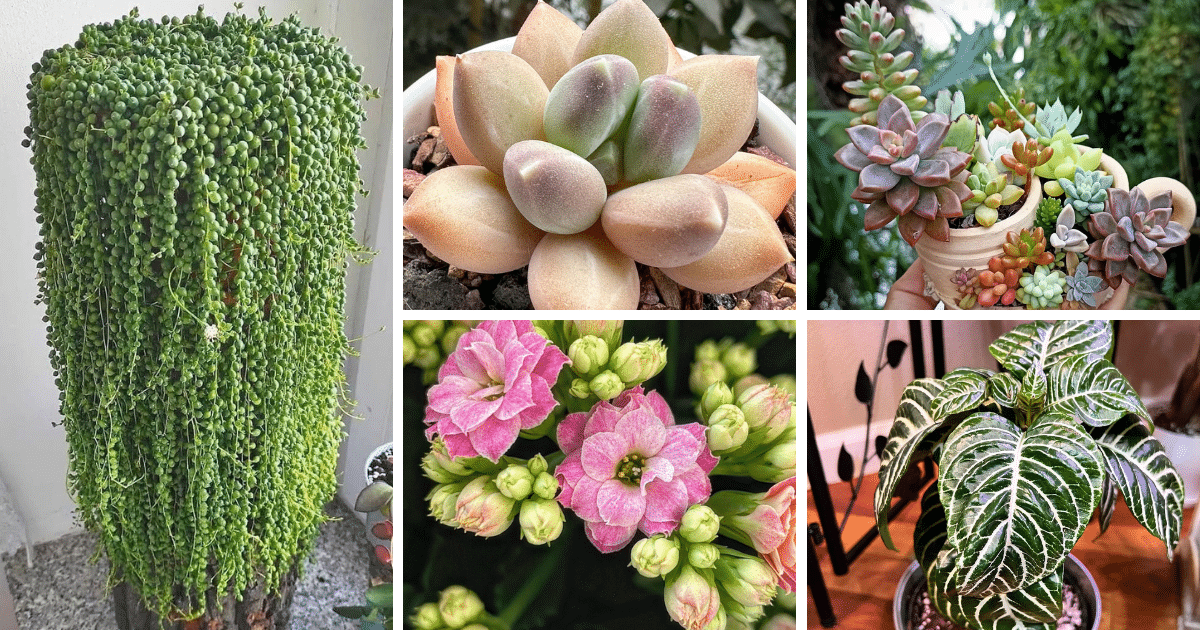 15 Beautiful Succulent Plants to Brighten Your Home