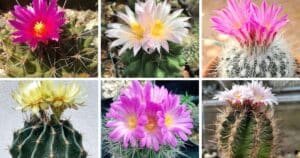 16 Types Of Popular Thelocactus Pictorial Guide
