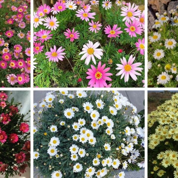 17 Types Of Popular Argyranthemum Pictorial Guide