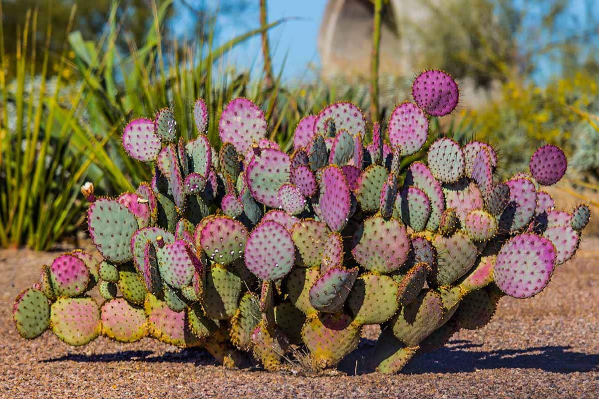30 Types Of Popular Cactus Pictorial Guide