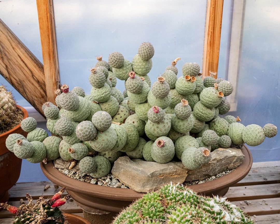 12 Types Of Popular Tephrocactus Pictorial Guide