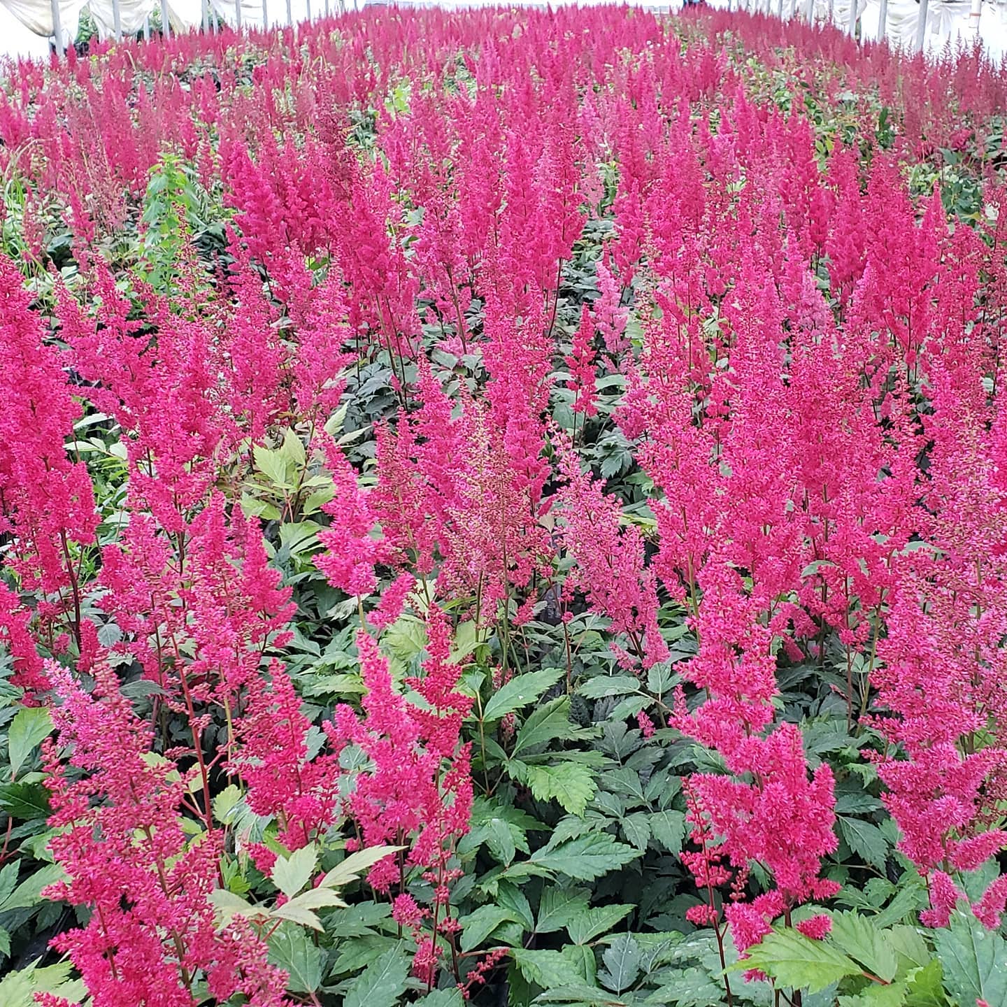 23 Types Of Popular Astilbe Pictorial Guide