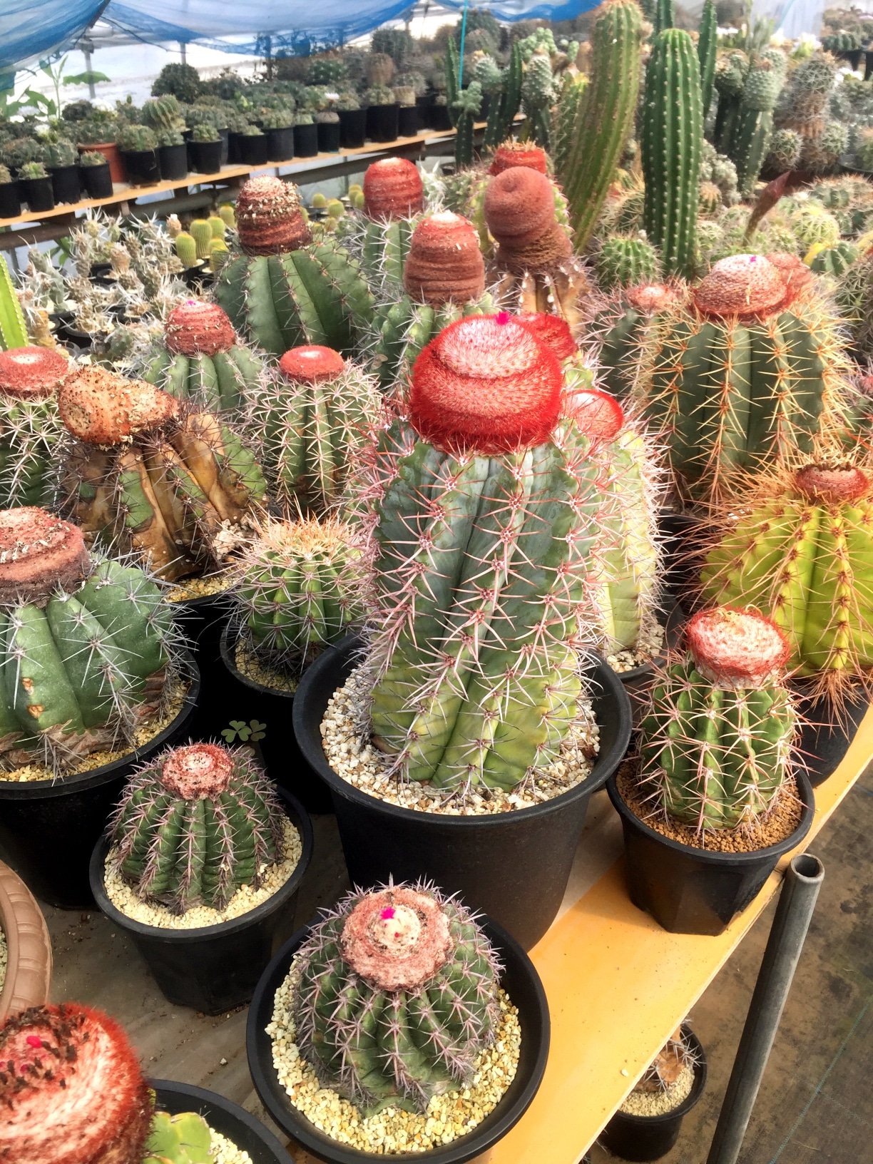 30 Types Of Popular Melocactus Pictorial Guide