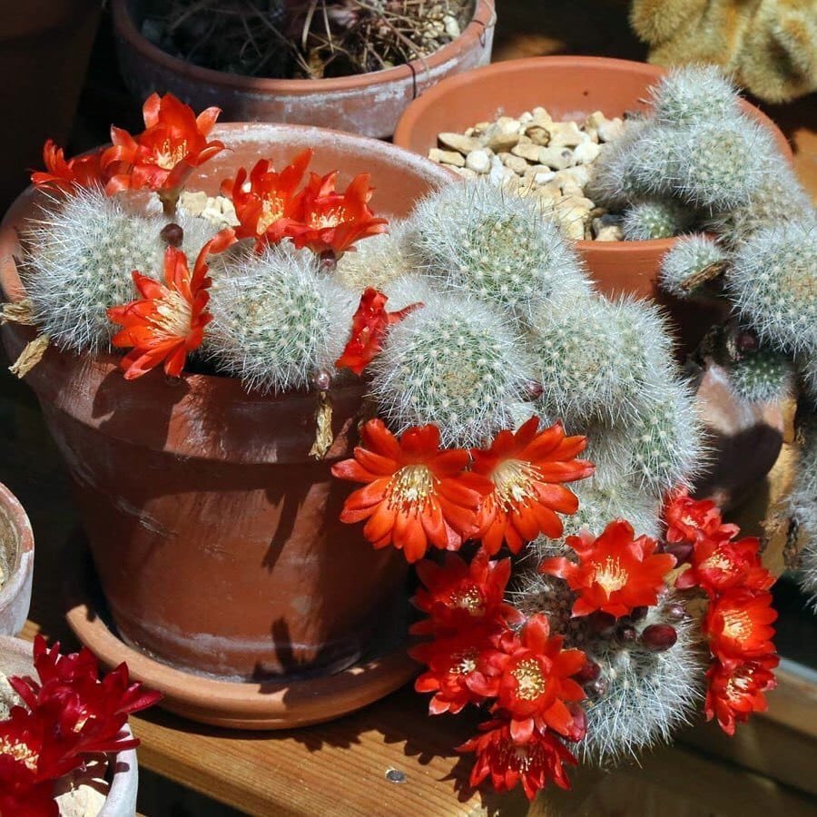 35 Types Of Popular Rebutia Pictorial Guide
