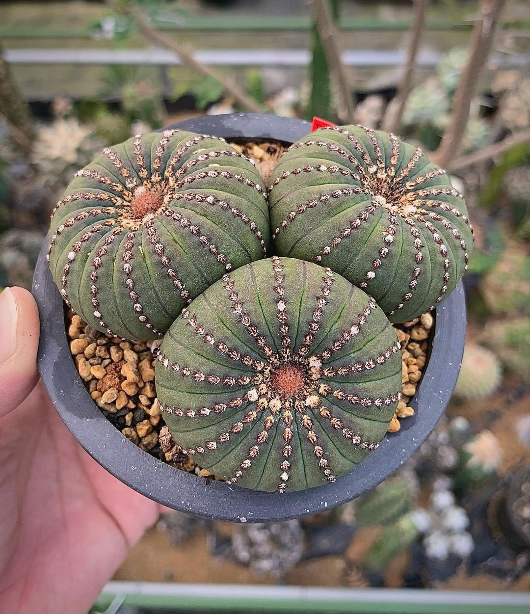 17 Types Of Popular Frailea Pictorial Guide