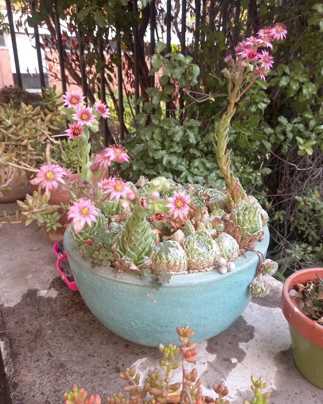 28 Types Of Popular Sempervivum Pictorial Guide