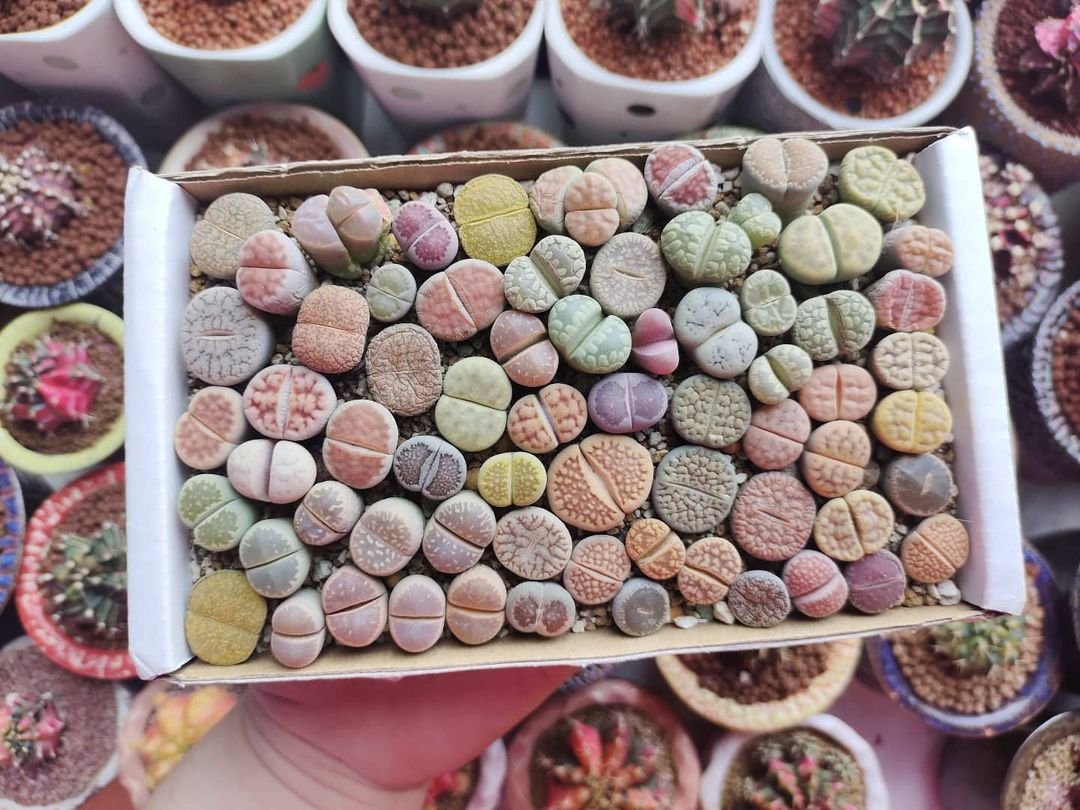 35 Types Of Popular Lithops Pictorial Guide