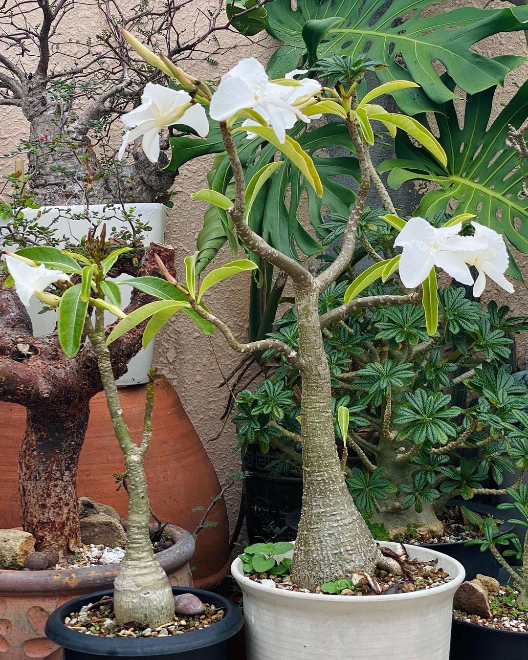 24 Types Of Popular Pachypodium Pictorial Guide
