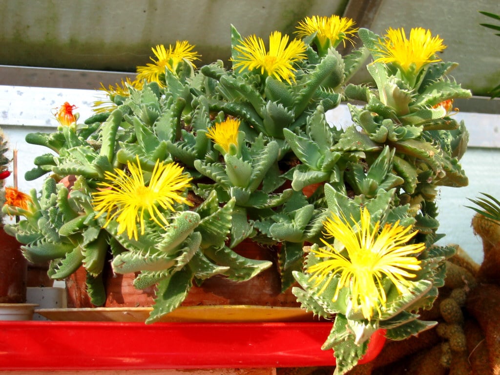 10 Types Of Popular Faucaria Succulent Pictorial Guide