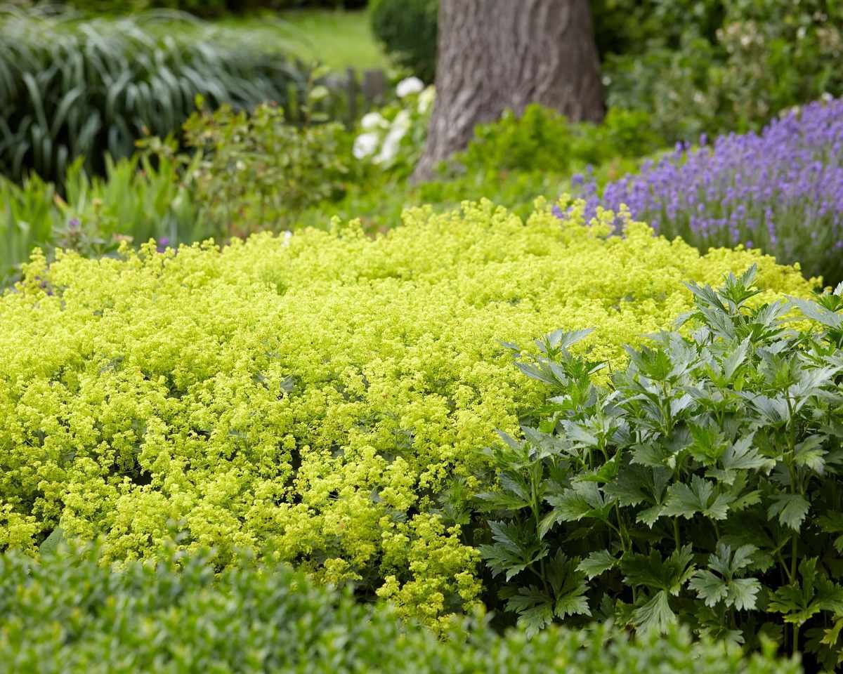 30 Types Of Alchemilla Pictorial Guide