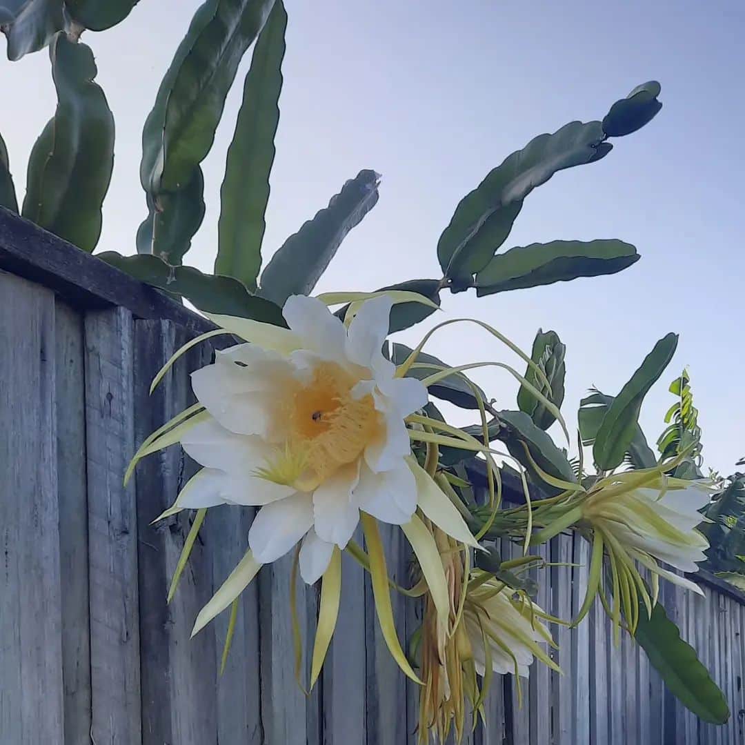 14 Types Of Popular Hylocereus Pictorial Guide