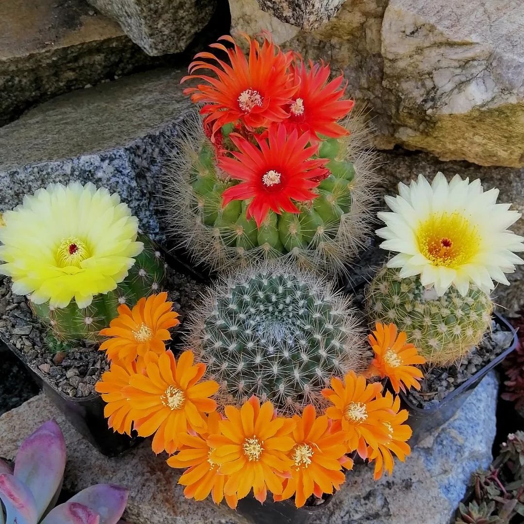 22 Types Of Popular Notocactus Pictorial Guide