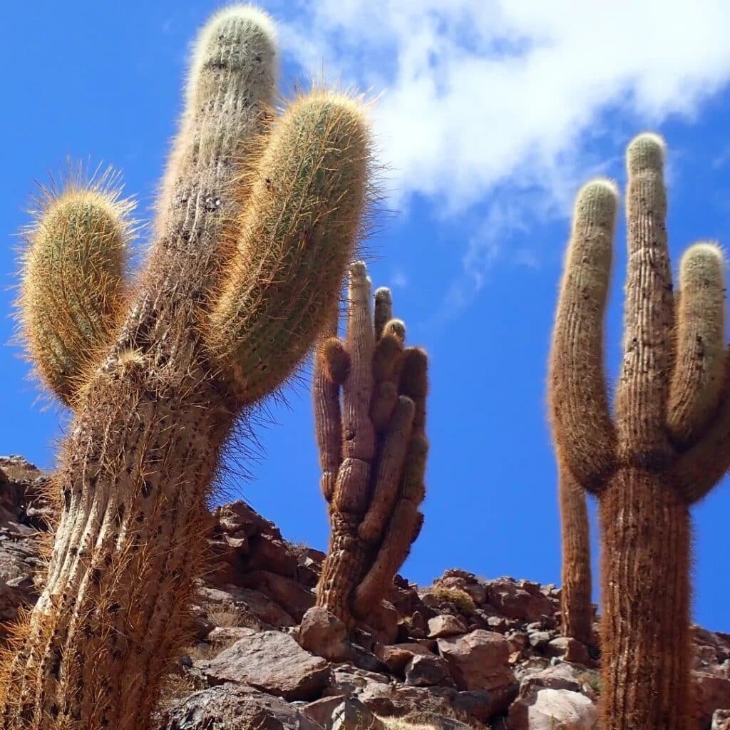 Echinopsis cactus with a blooming flower
