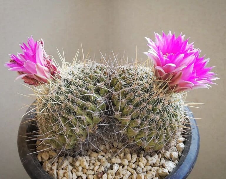 16 Types Of Popular Thelocactus Pictorial Guide