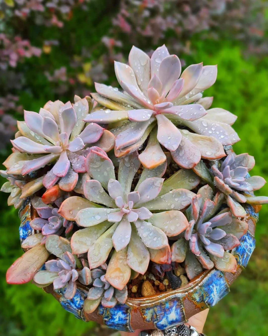 30 Types Of Popular Graptoveria Succulent Pictorial Guide