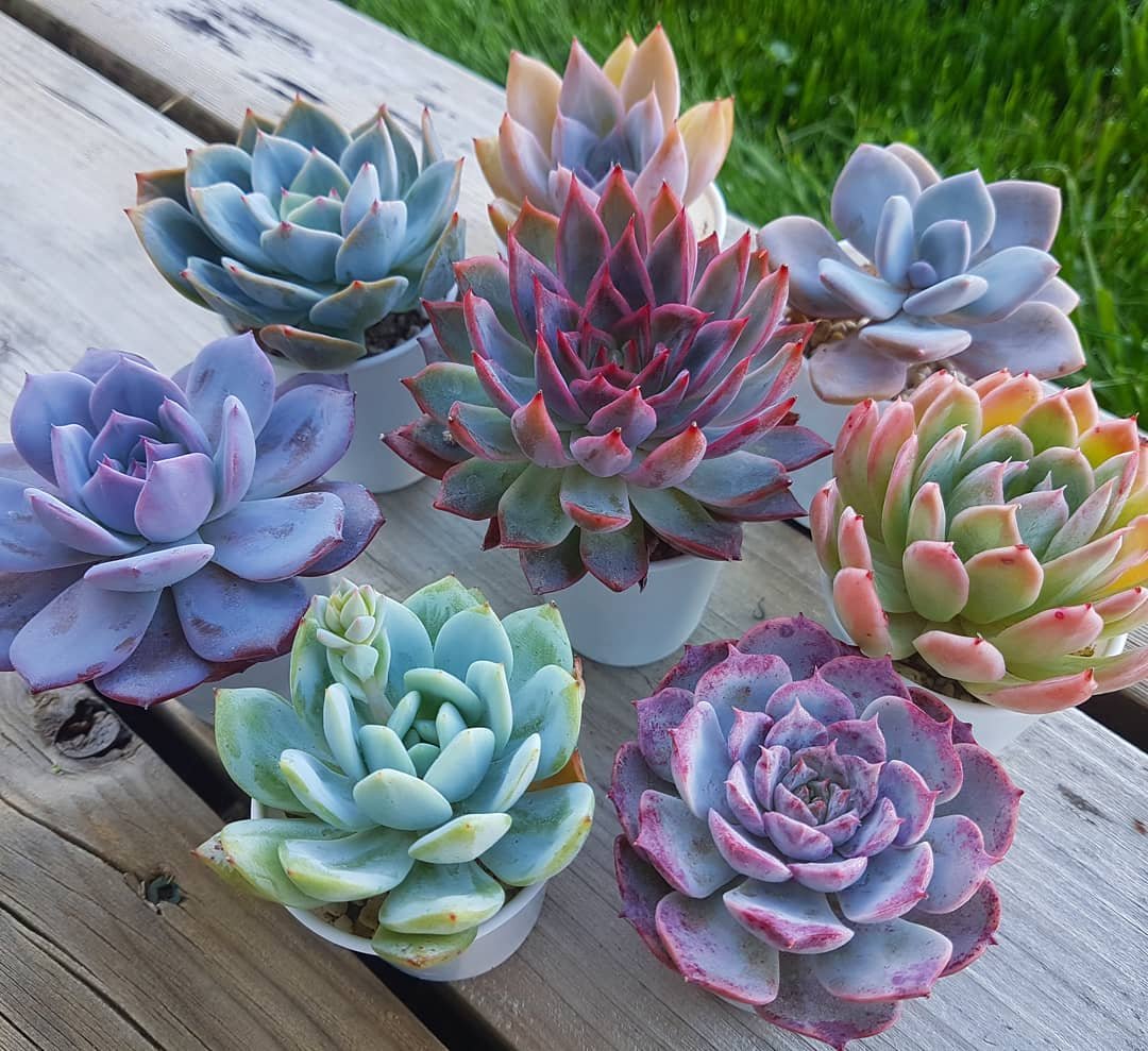 How To Grow Colorful Succulents: Tips and Tricks For A Vibrant Collection