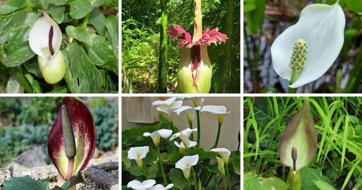 24 Types Of Popular Arum Pictorial Guide
