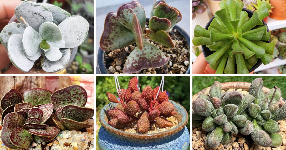 28 Types Of Popular Adromischus Pictorial Guide