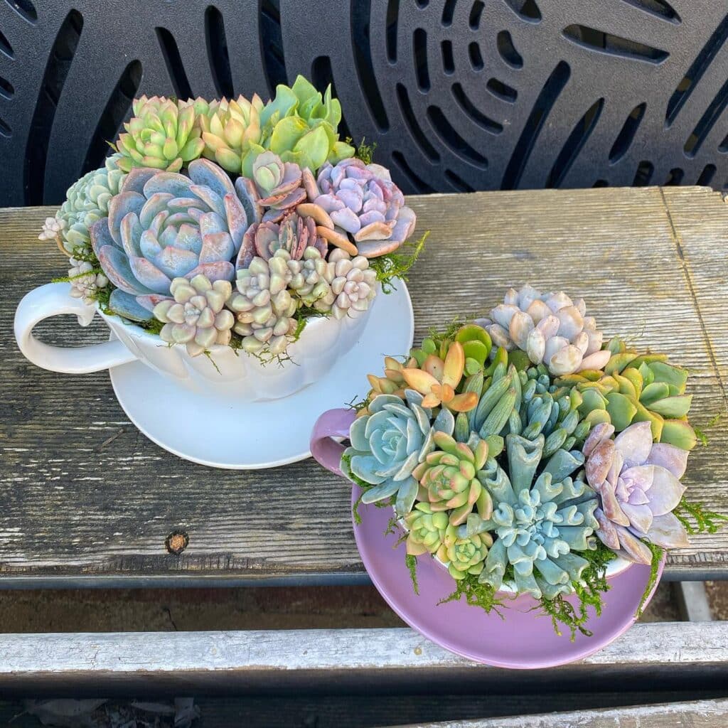 Frequently Asked Questions About Succulent Care