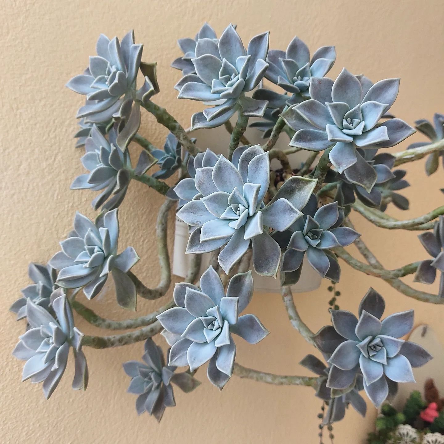 How To Grow Colorful Succulents: Tips and Tricks For A Vibrant Collection