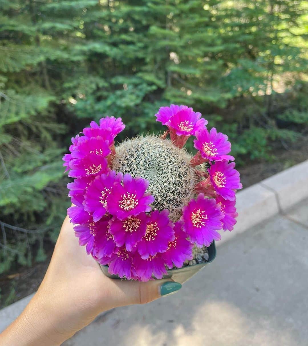 33 Types Of Popular Sulcorebutia Pictorial Guide