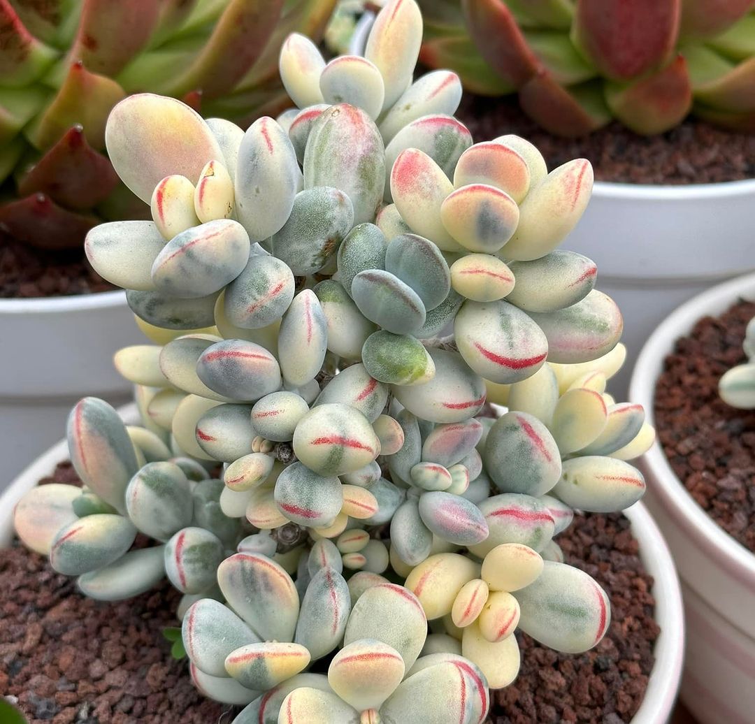 17 Types Of Popular Cotyledon Pictorial Guide