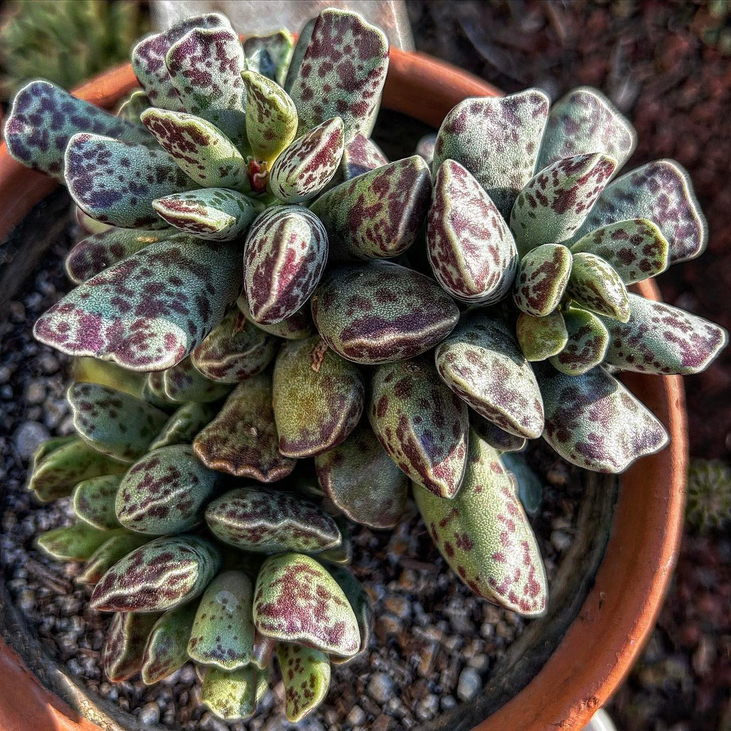28 Types Of Popular Adromischus Pictorial Guide