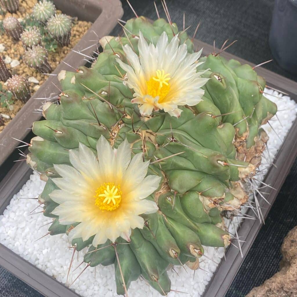 16 Types Of Popular Thelocactus Pictorial Guide