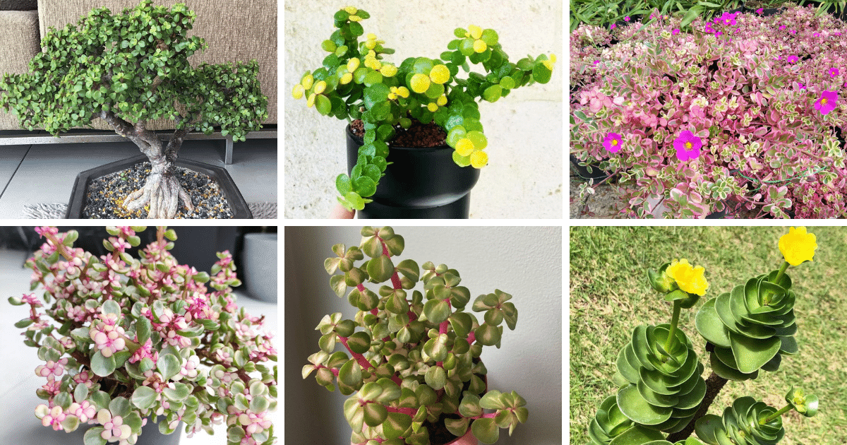 3 Types of Portulacaria Succulent Pictorial Guide