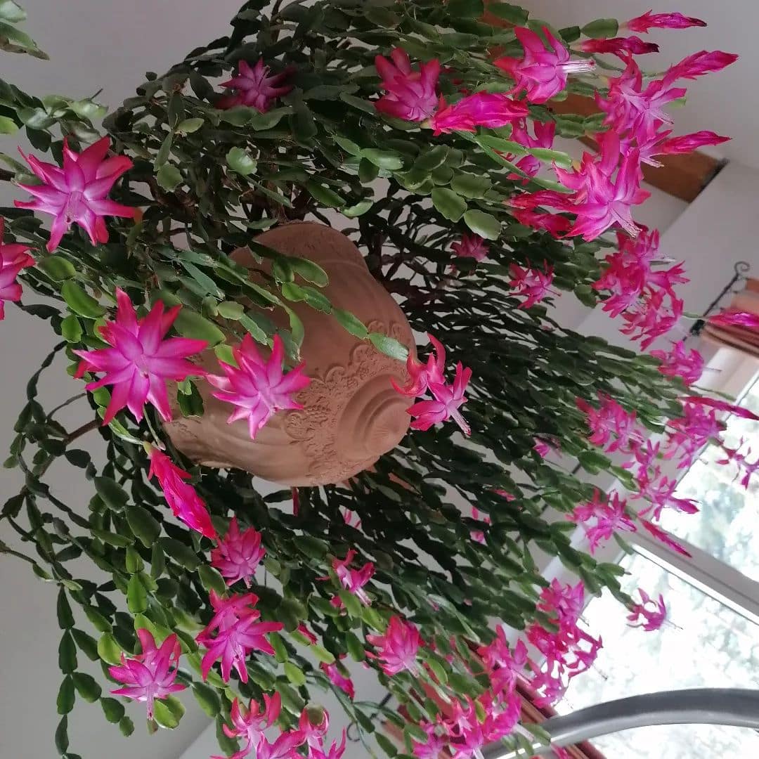 12 Types Of Popular Schlumbergera Pictorial Guide