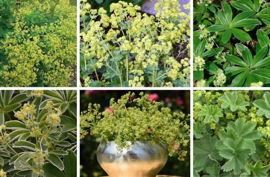30 Types Of Alchemilla Pictorial Guide