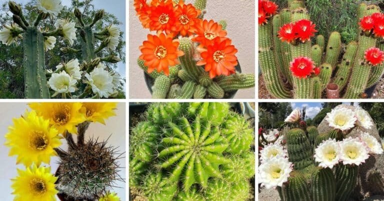 Variety of Echinopsis species flowering