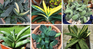30 Types Of Popular Gasteria Pictorial Guide