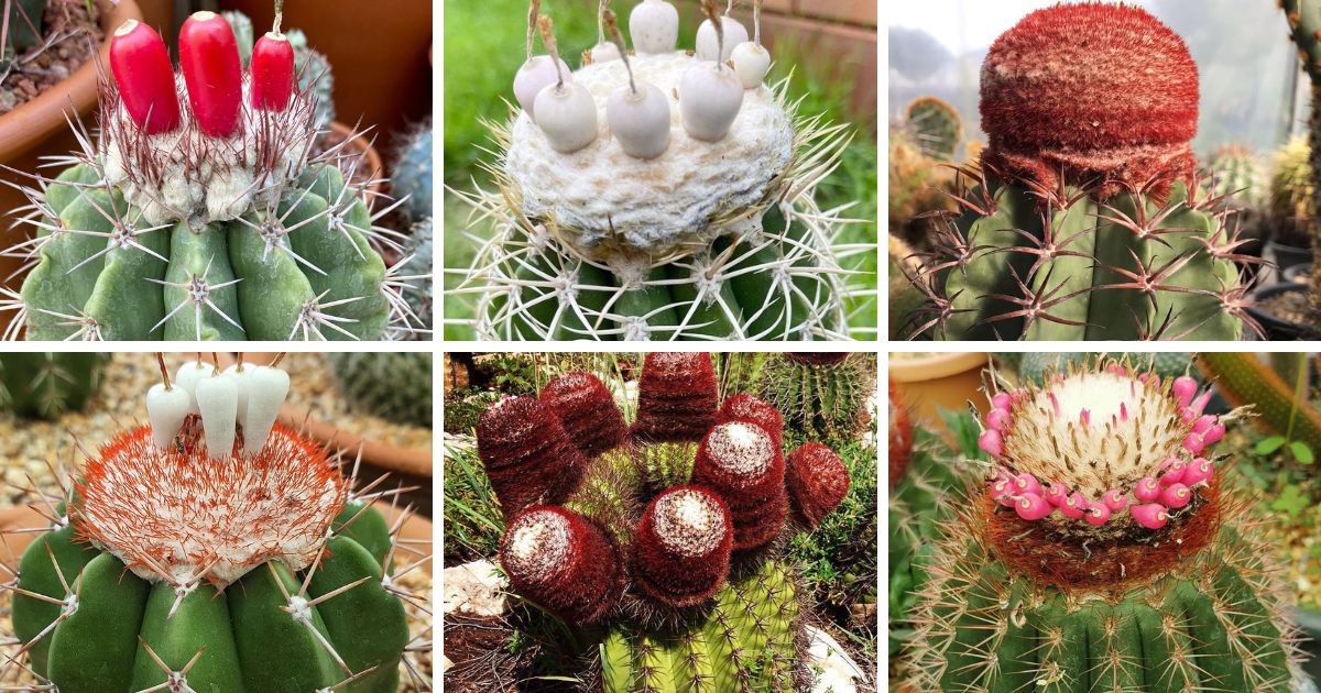 30 Types Of Popular Melocactus Pictorial Guide