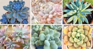 30 Types of Popular Pachyveria Pictorial Guide