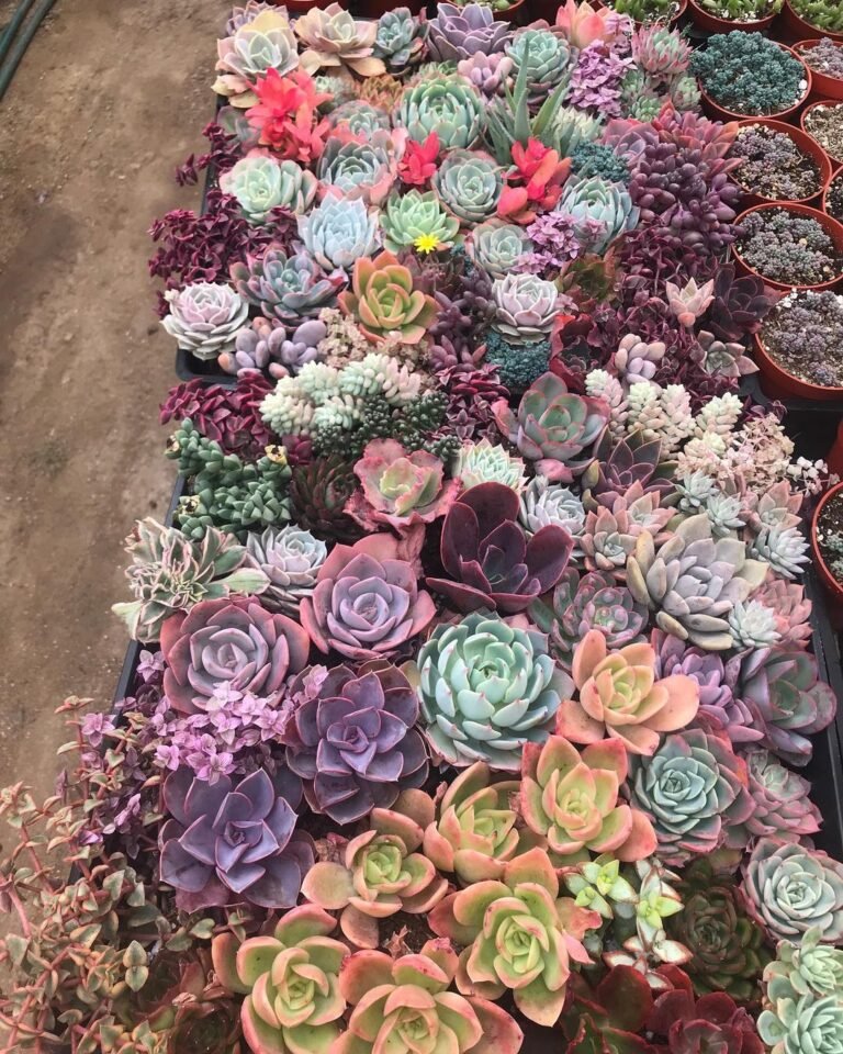 How To Grow Colorful Succulents: Tips and Tricks For A Vibrant Collection