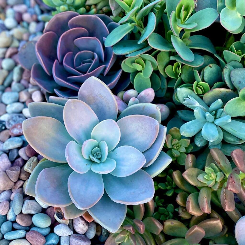 How To Grow Colorful Succulents: Tips and Tricks For A Vibrant Collection
