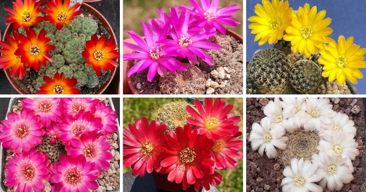 33 Types Of Popular Sulcorebutia Pictorial Guide
