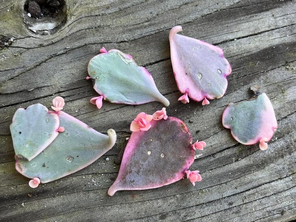 Top 10 Interesting Facts About How To Propagate Succulents From Leaves