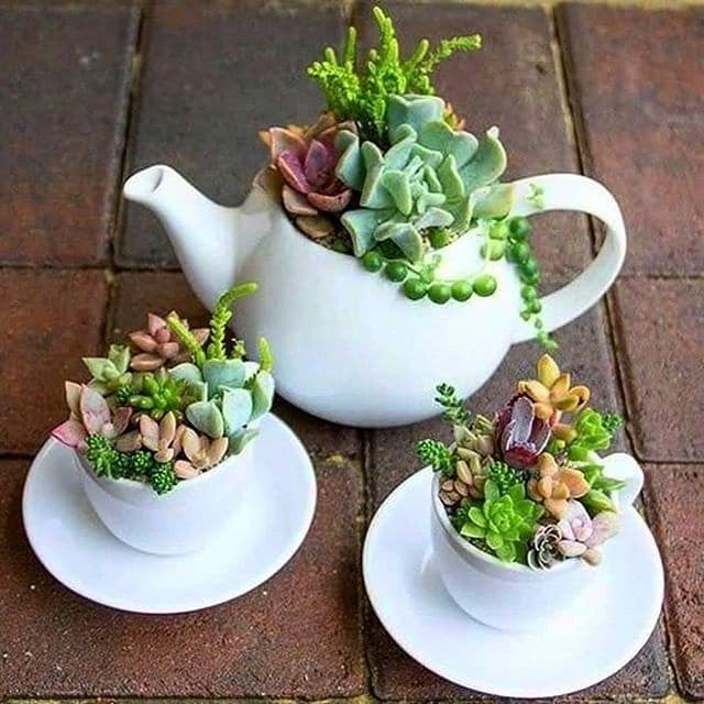 What Are Teacup Succulents?